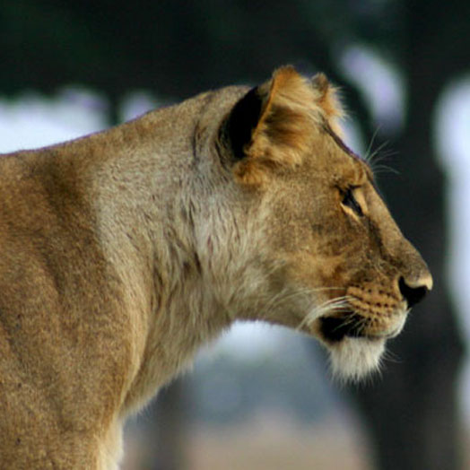 This is a photo I took of a lioness shown in profile.