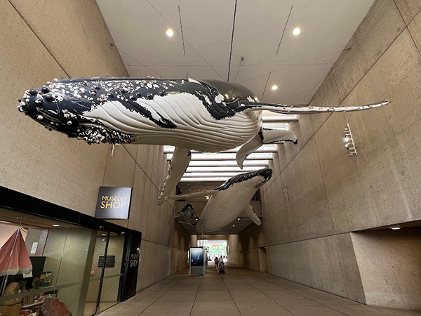 Humpback whale installation at the Queensland Museum