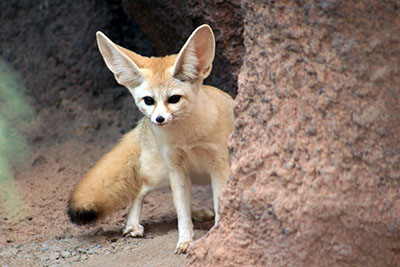 A fennec fox kit peeking out