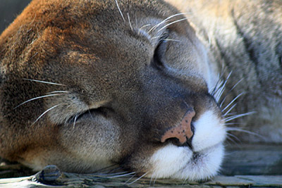 a snoozing mountain lion