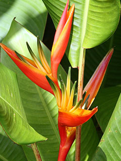 Birds of Paradise growing wild in Hawaii