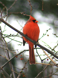 A cardinal with red berries