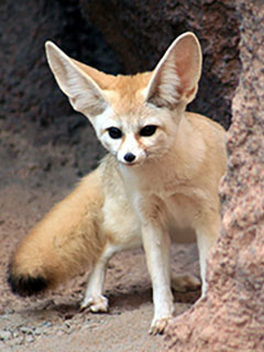 A seven month old Fennec Fox kit