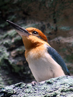 A Guam Kingfisher