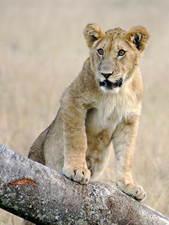 A lion cub I saw on safari in Kenya