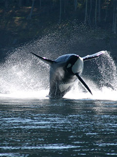 An orca breaching