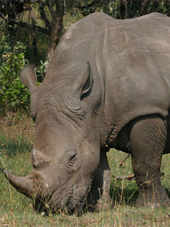 One of the last few wild rhinos