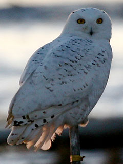 A Snowy Owl on Plum Island