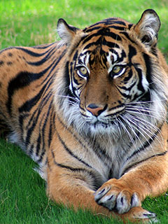 A beautiful tiger lounging at the Phoenix Zoo