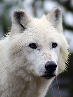 A white wolf in Yellowstone