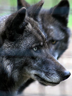 Profile of a wolf