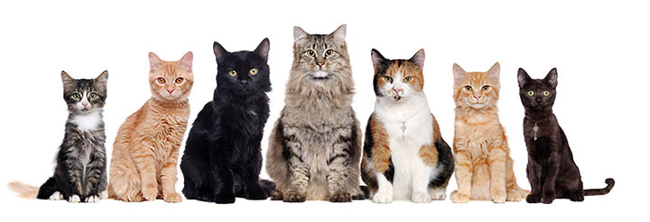 a photo of some cats sitting in a line